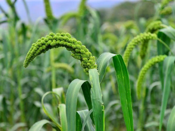 如何使用有機(jī)肥--微生物菌肥?